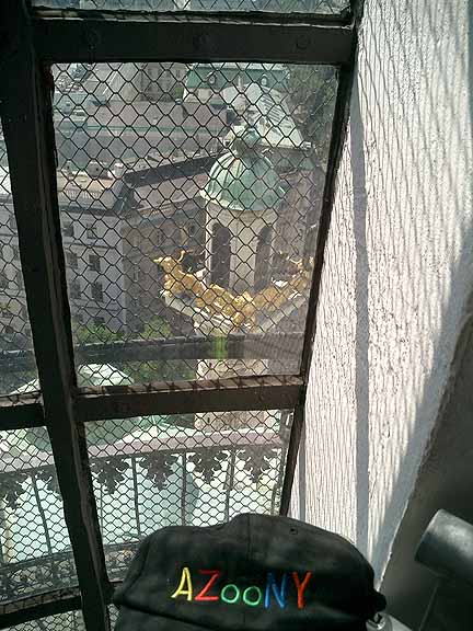 steeple from lantern window