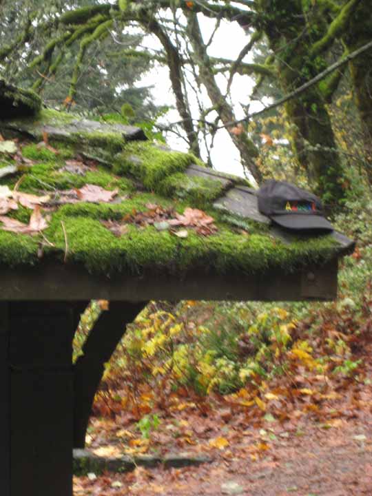 Moss grows heavy