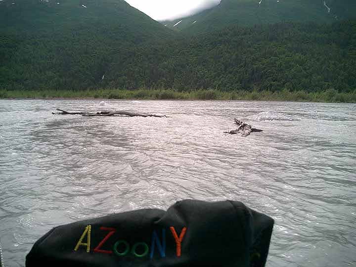 glacier melt in Knit river