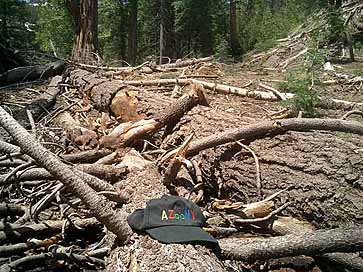 Forest Fire Fuel