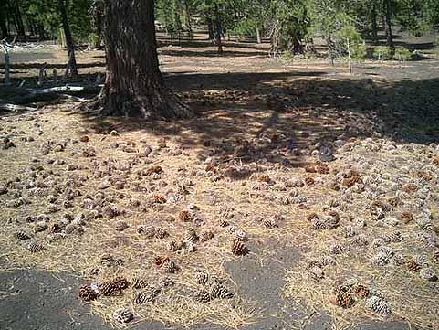 Pine Cones