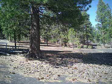 Pinecones