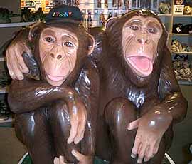 New York Monky