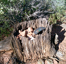 Sedona Desert Wood