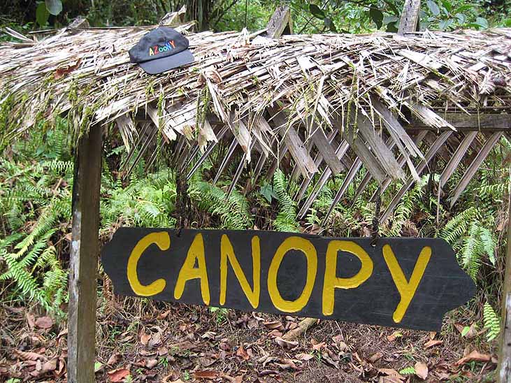 Zip Line, Canopy, treetops, forest roof