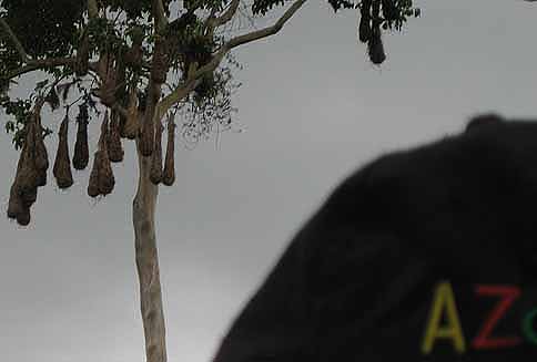 Oropendolas nests, costa rica