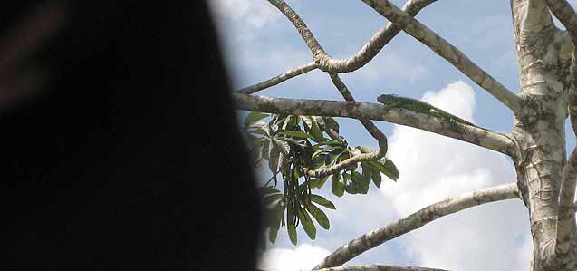 lizard on tree branch