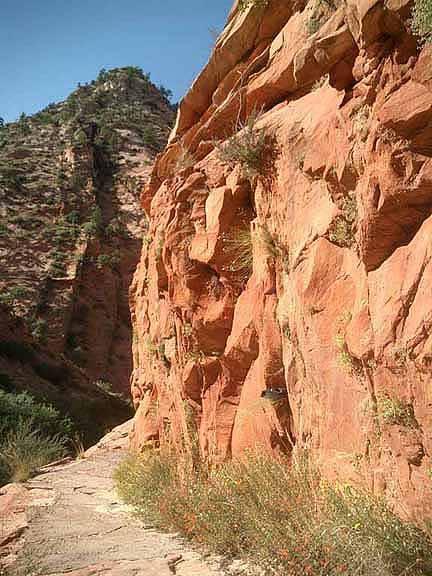 Observation Point Trail